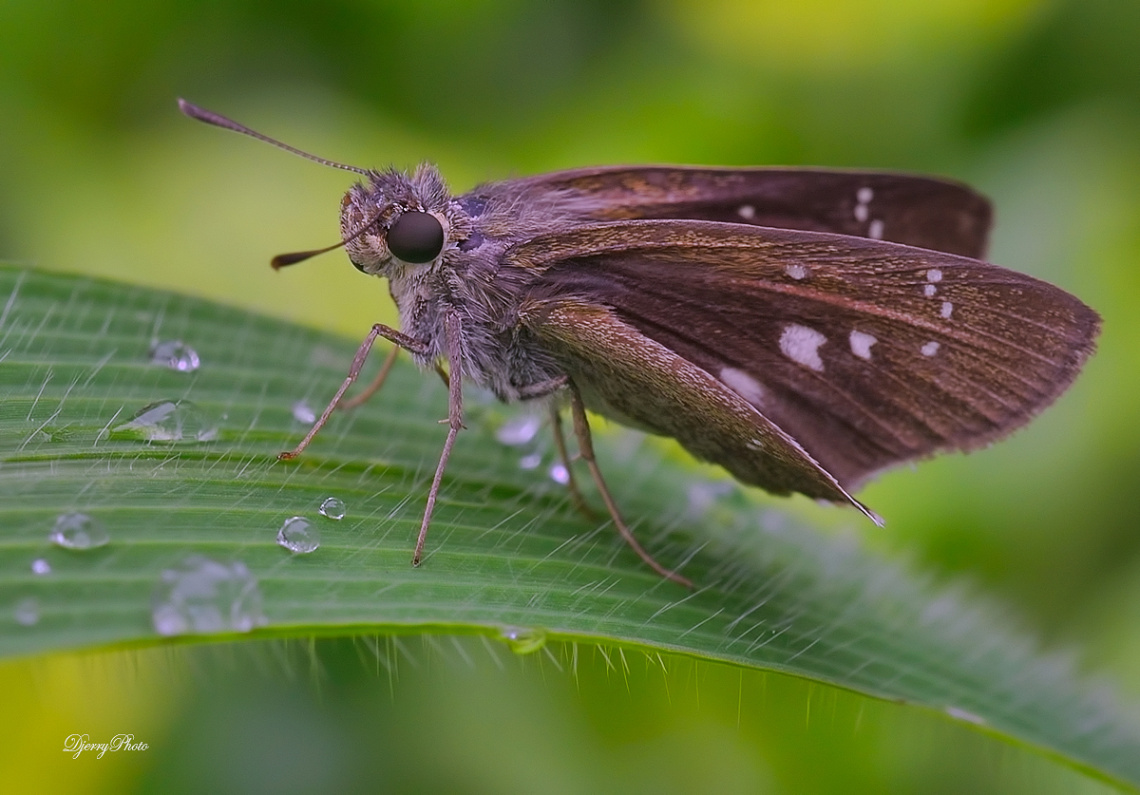 Skipper