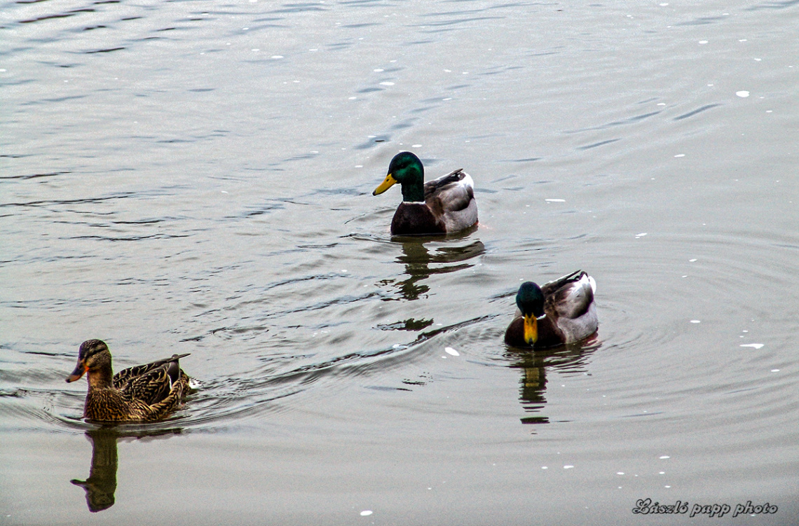  ducks.