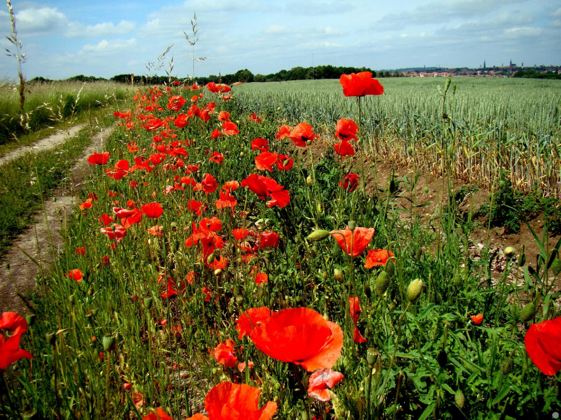 mohnblumen 