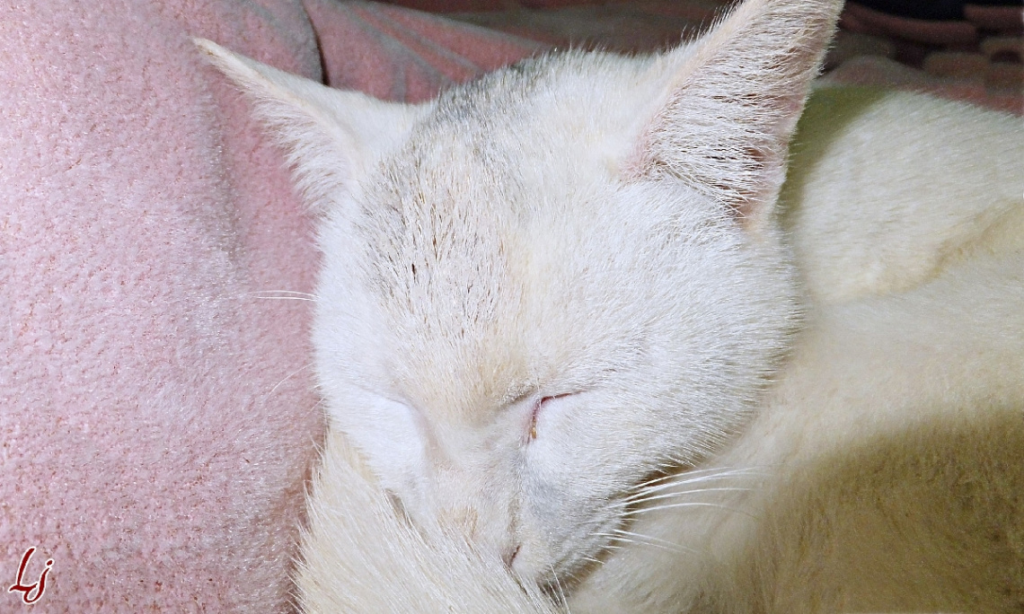 A Nap