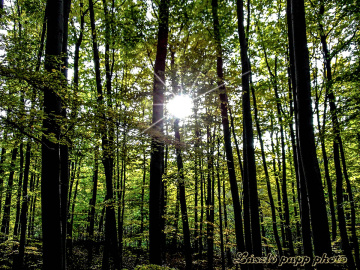  dense forest !