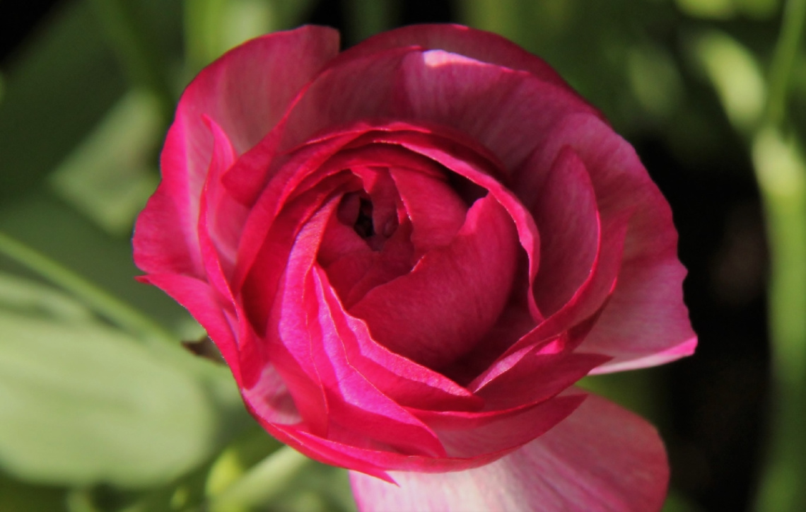 Pink/Green...