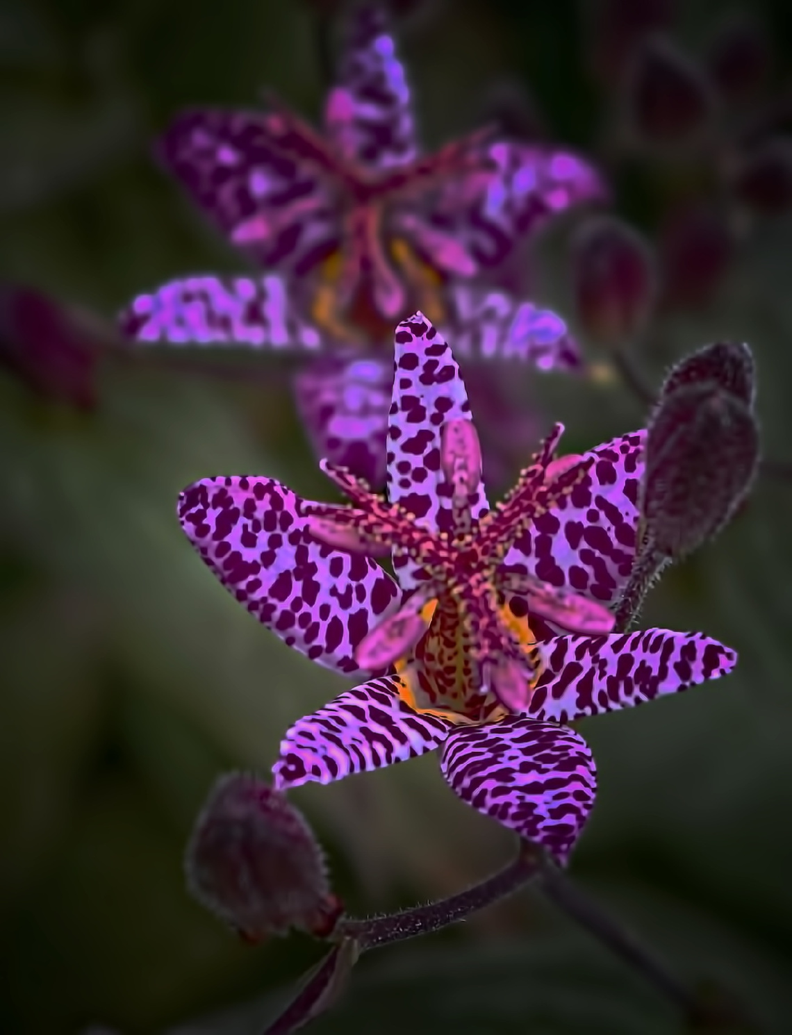 Tiger Lily