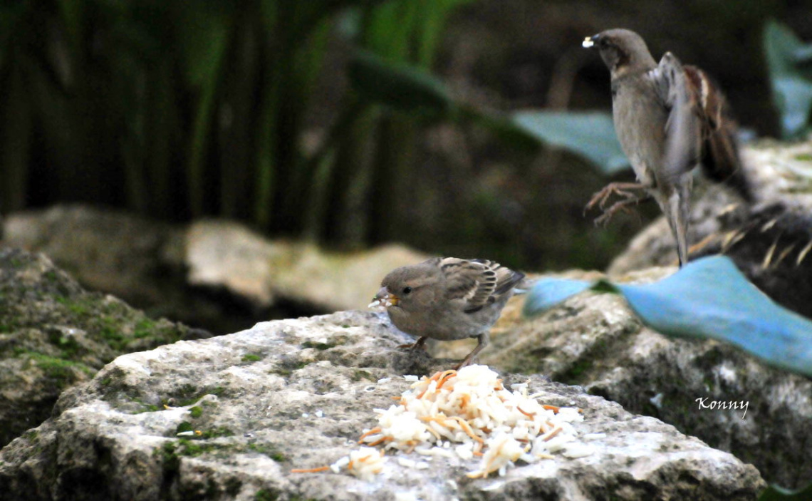 early in the morning - breakfast-time