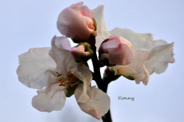 Soon it will be spring