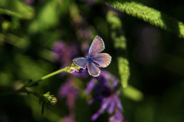 Purple Butterfly