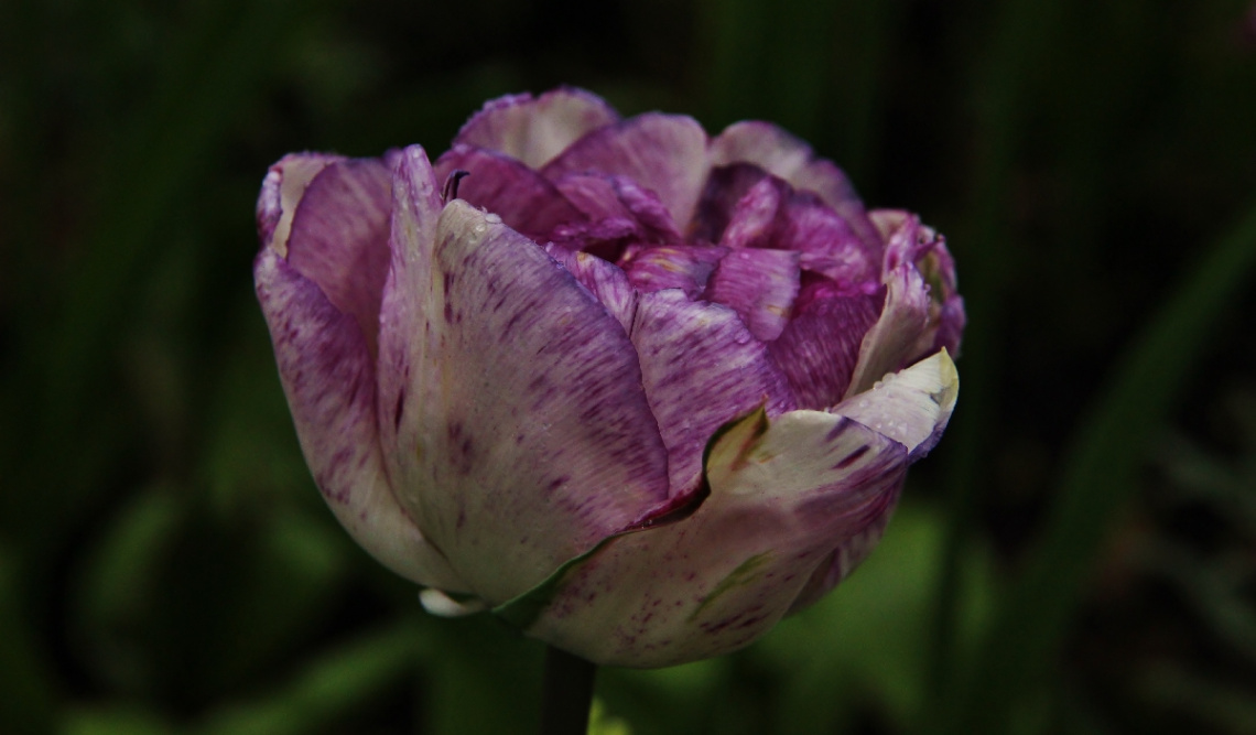 White and Purple...