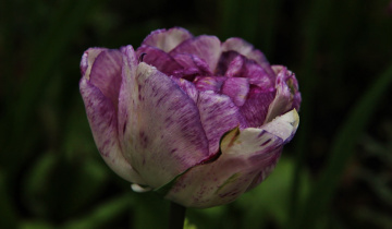 White and Purple...