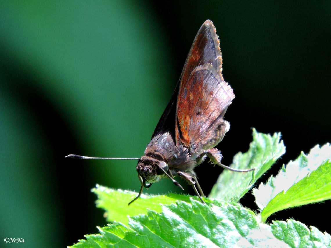 Hisperiidae II