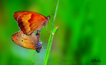 MEVSİM BAHAR OLUNCA