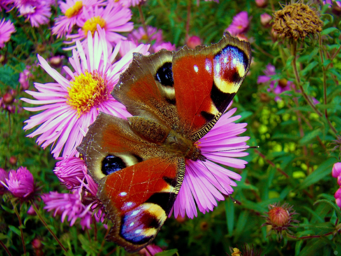 schmetterling 4