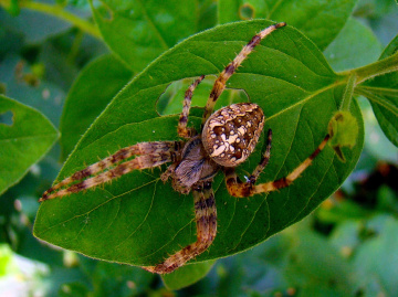 spinne   2
