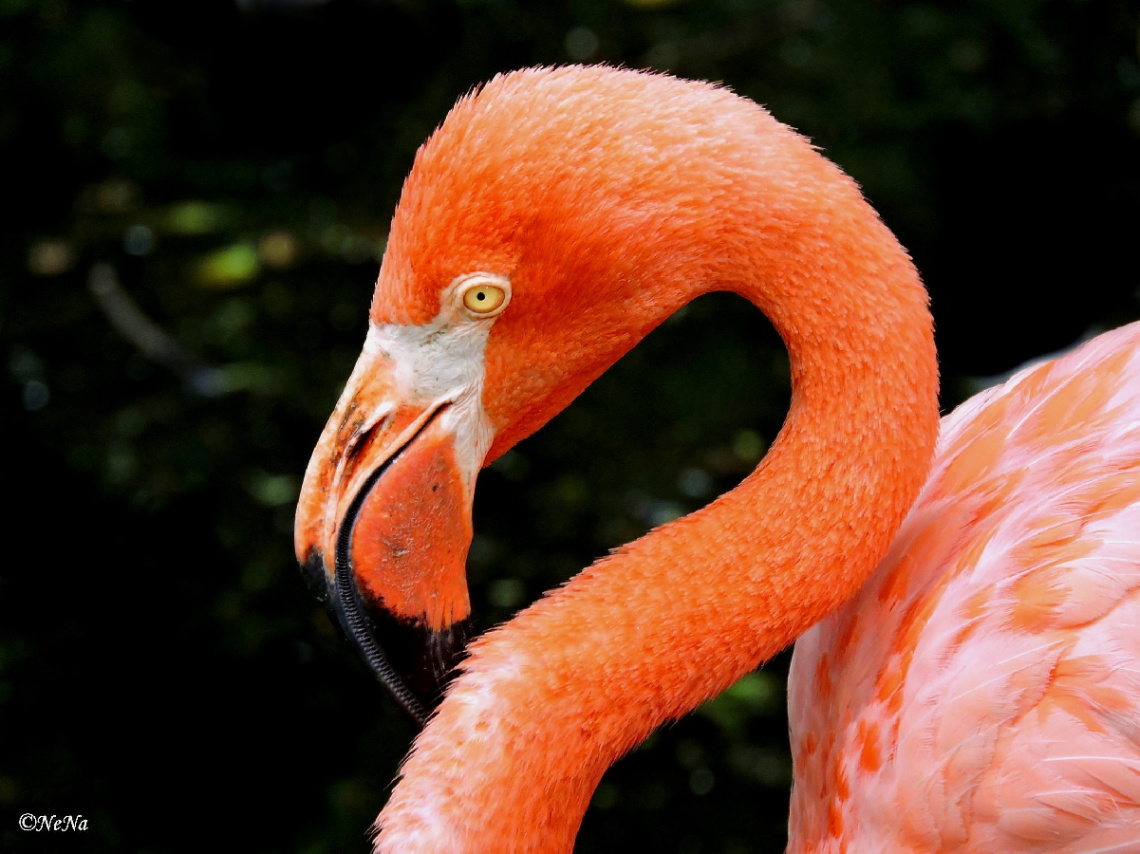 Stylish Flamingo