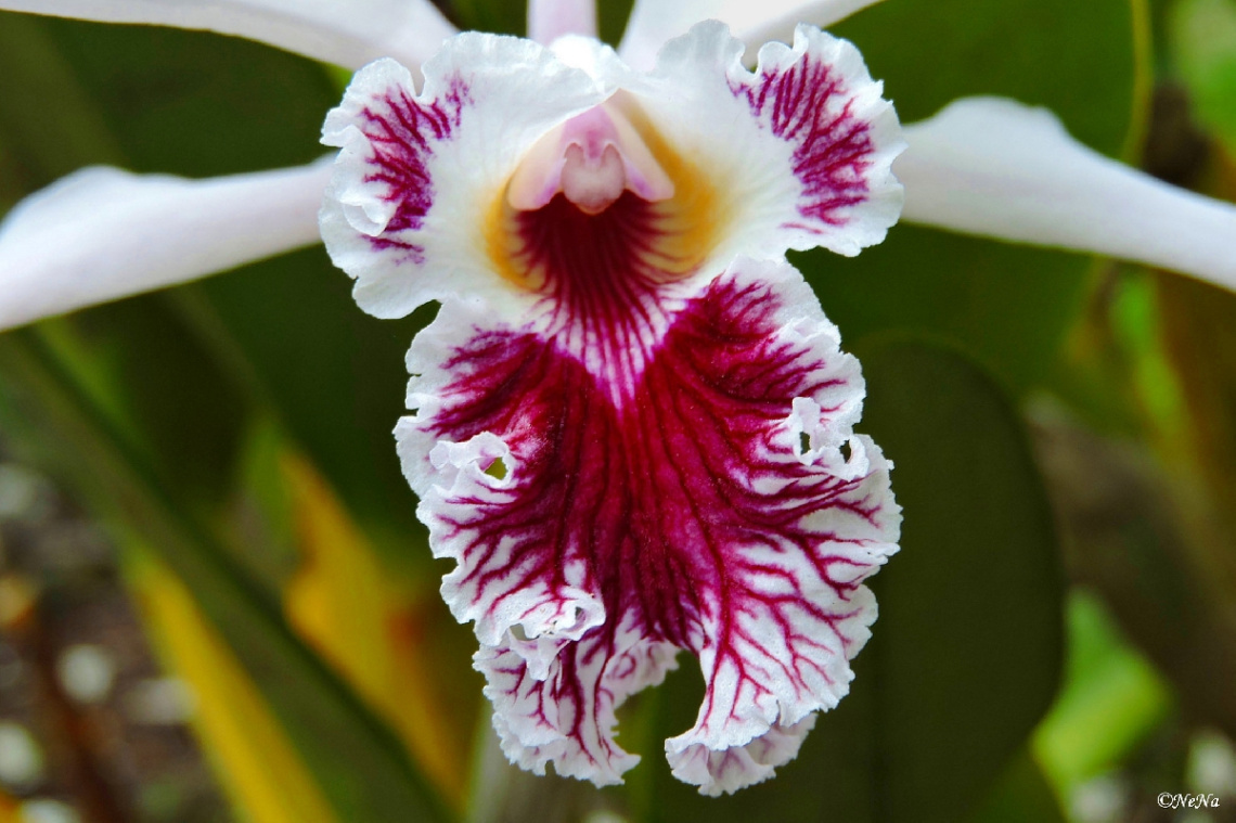 Orchid Details