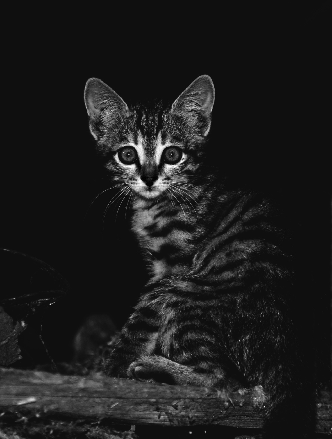 Cute Cat