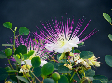 Capparis