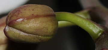 Near flowering...