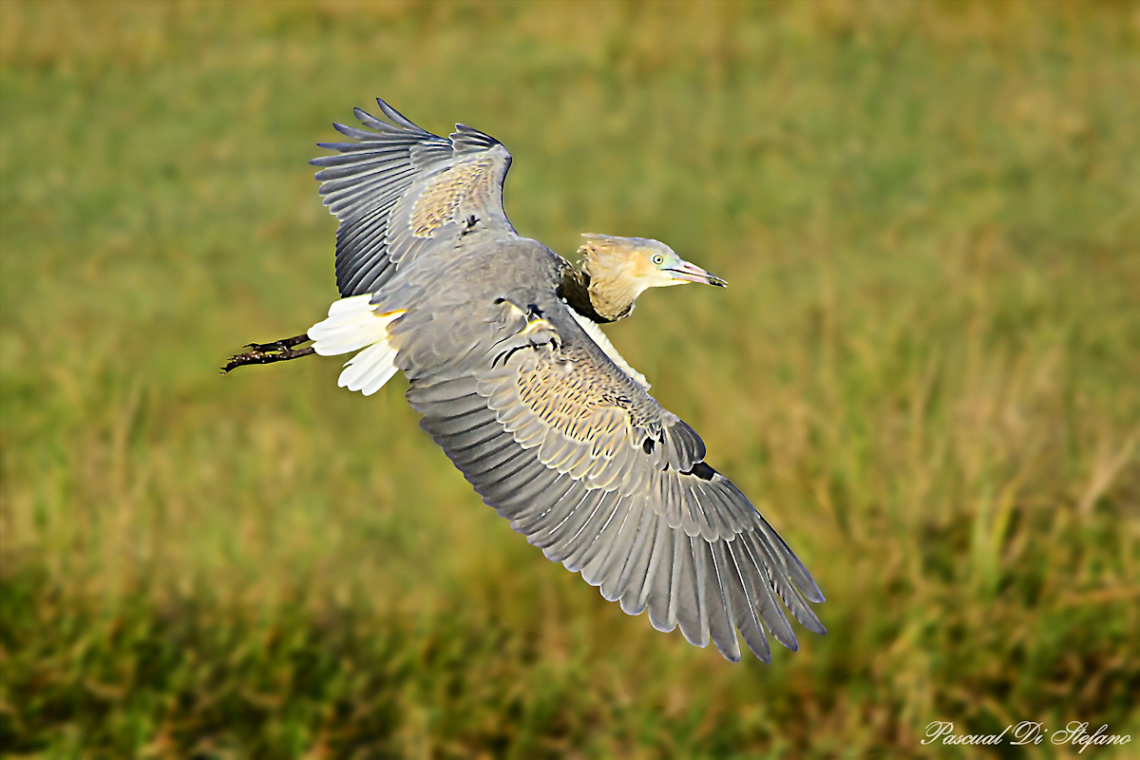 See my wings VIII