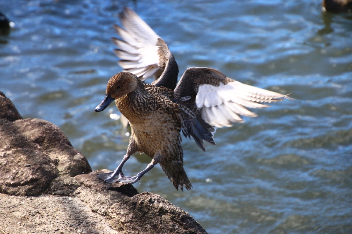 landing