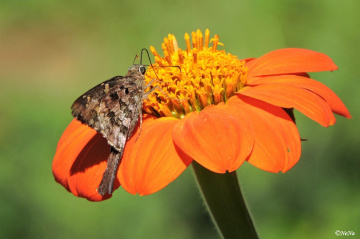 Hisperiidae III