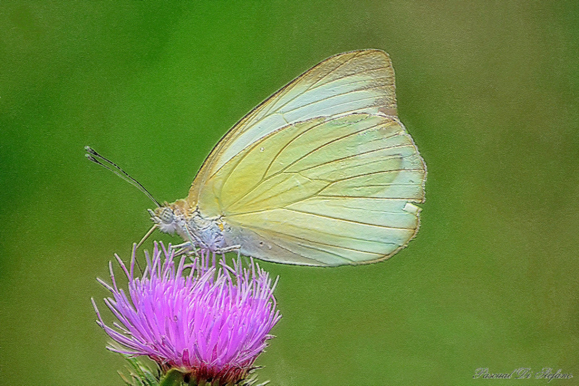 Rustic butterfly