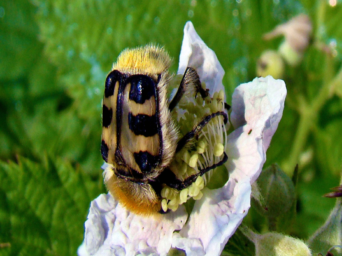 pinselkäfer
