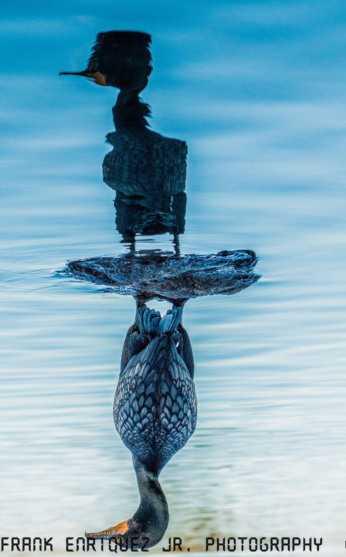 Ducks