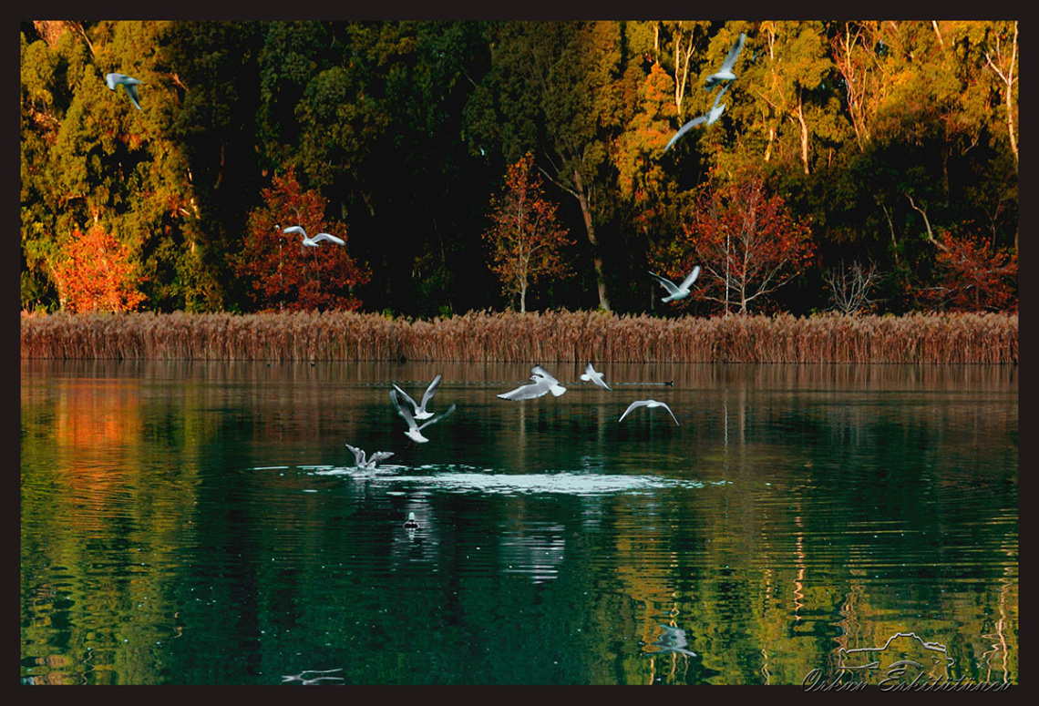 dance of seagulls