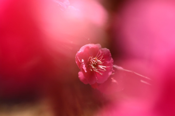 pink…