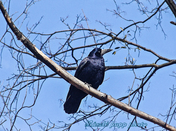  carrion crow