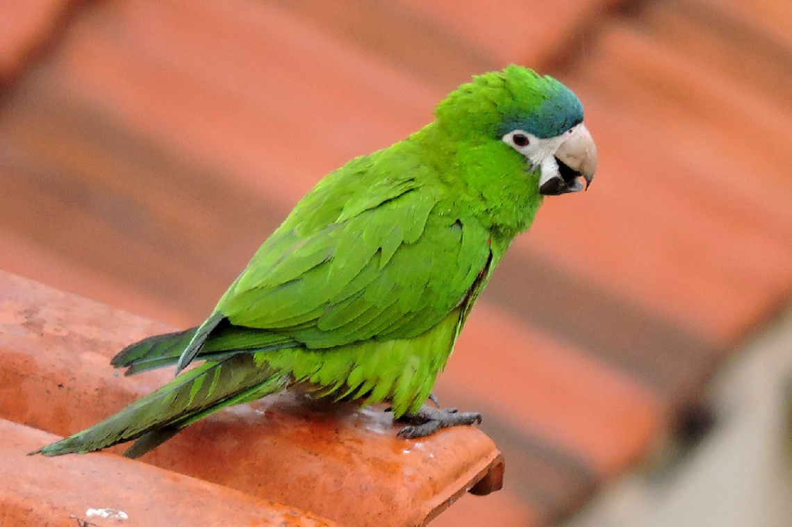 Parrot