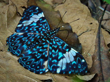 Hamadryas amphinome