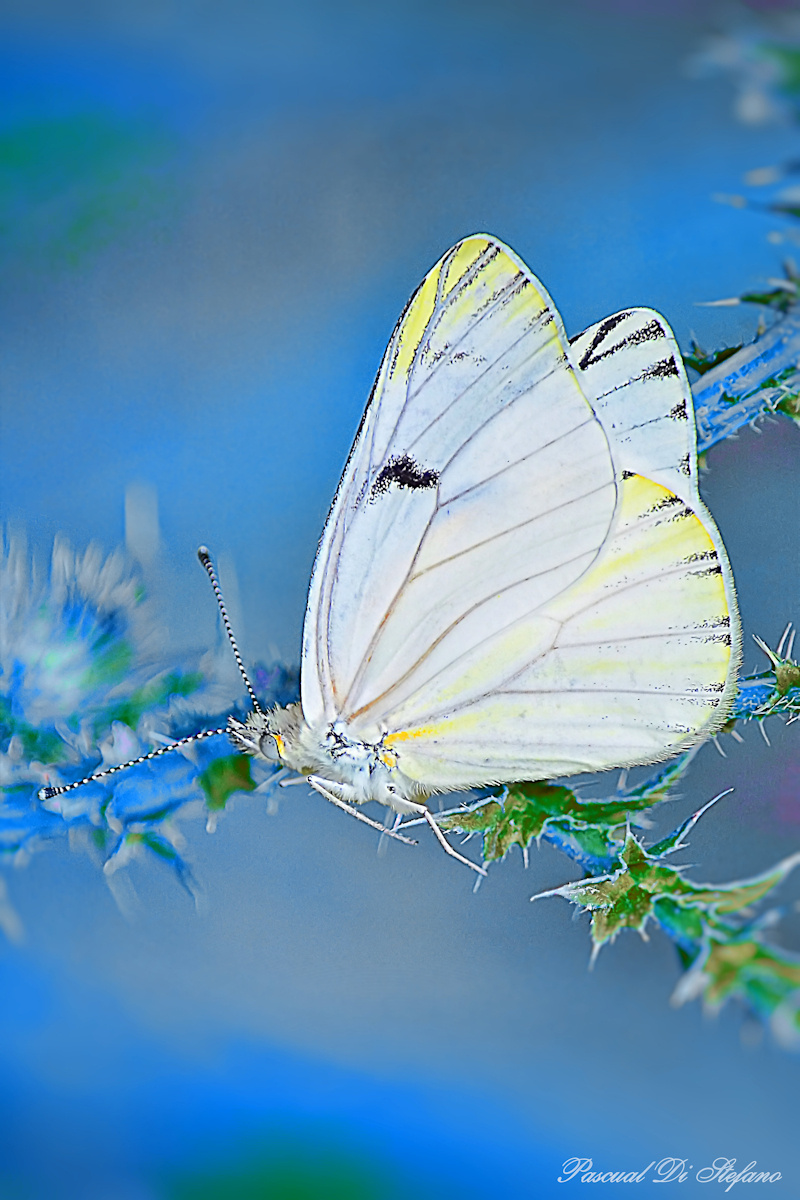 Beauty in blue