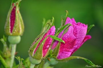 Roses trilogy