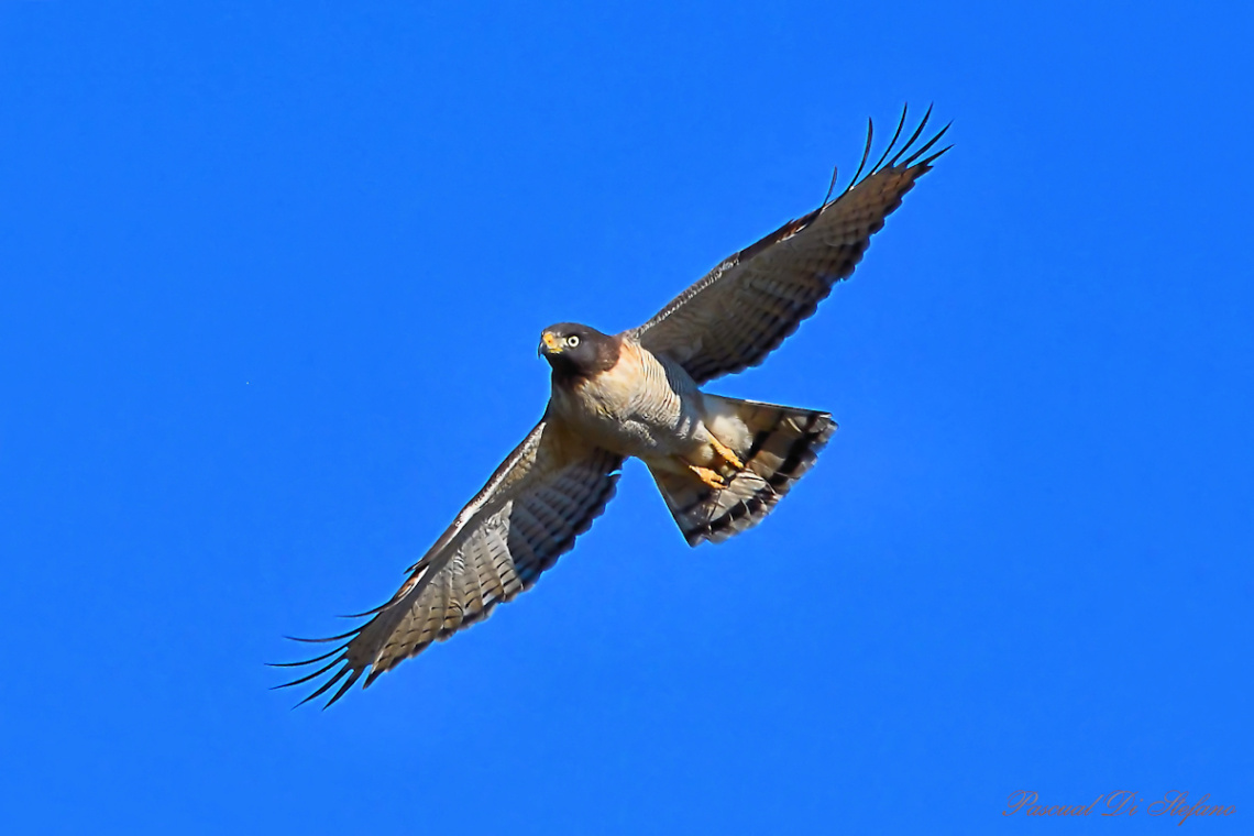  Flying high