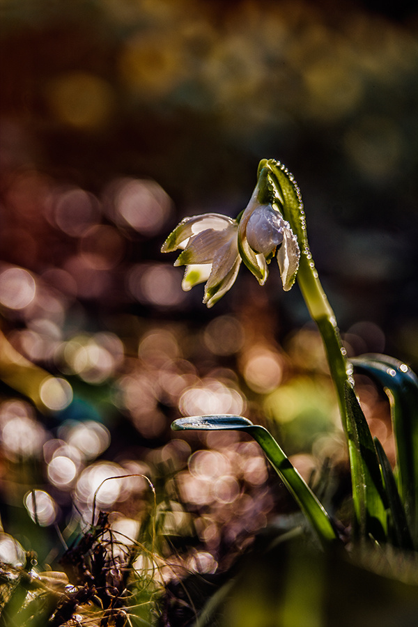 Sign of Spring