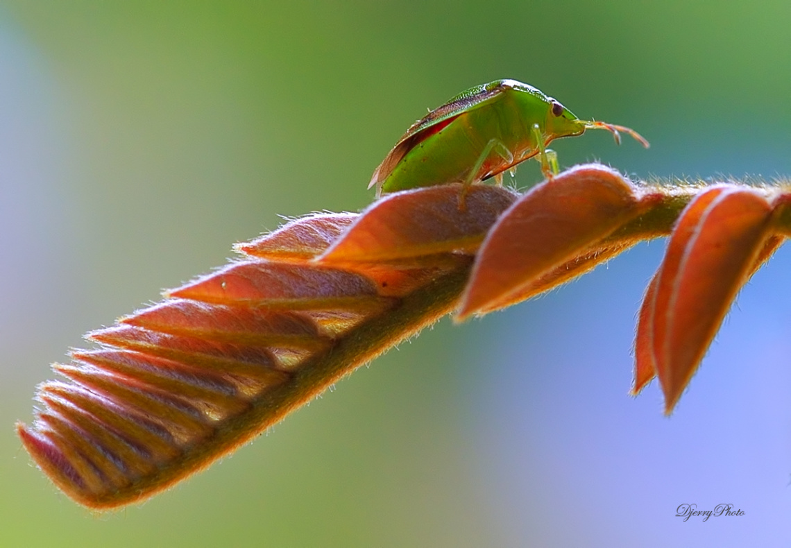 Green Insect