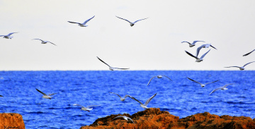 seagulls.. 