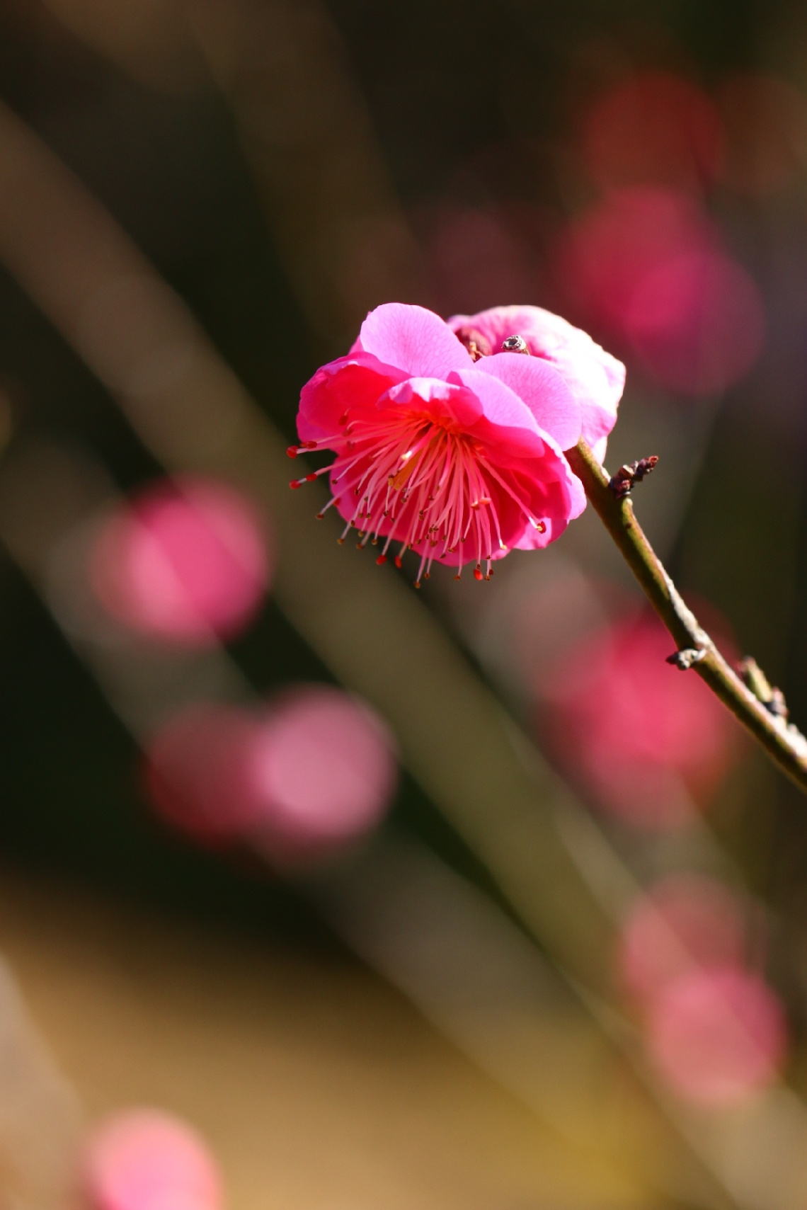 pink bokeh…