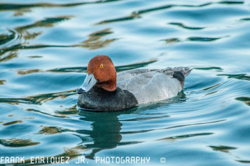 Ducks