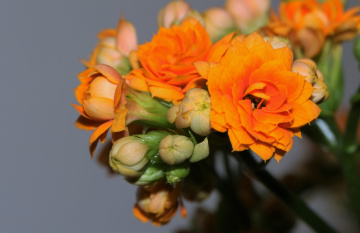 Ģreen/orange