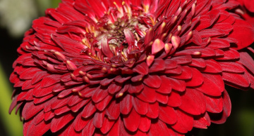 Red view