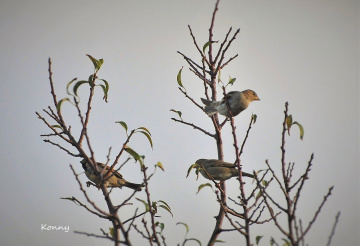 the three little birds .. 