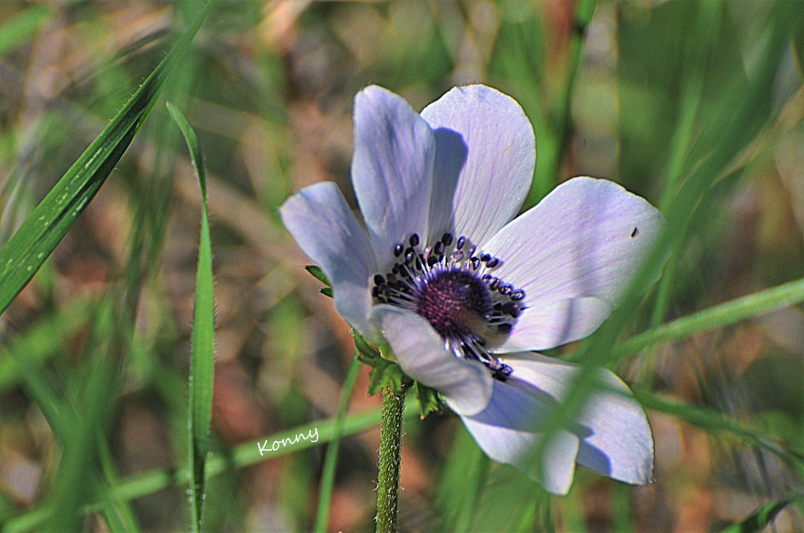 spring time ... one of the first 2016 