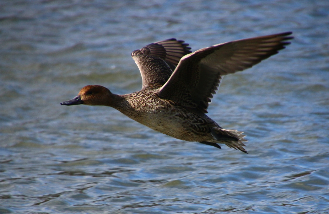 flying…