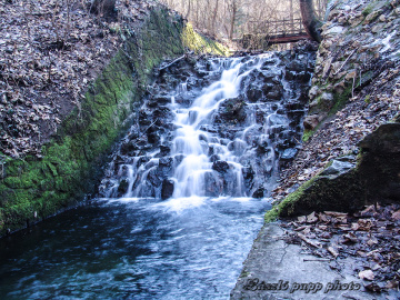 forest stream