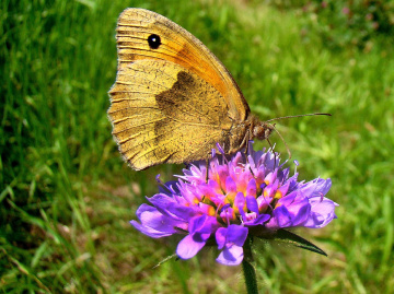 schmetterling 5