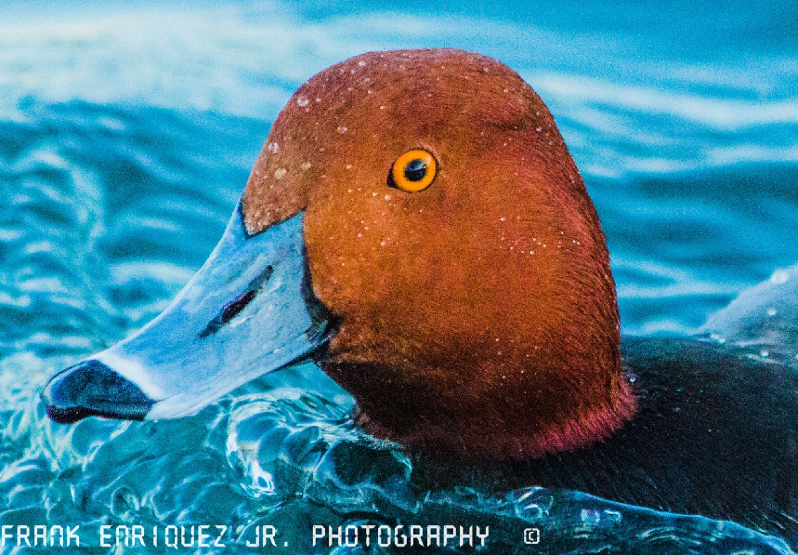 Ducks