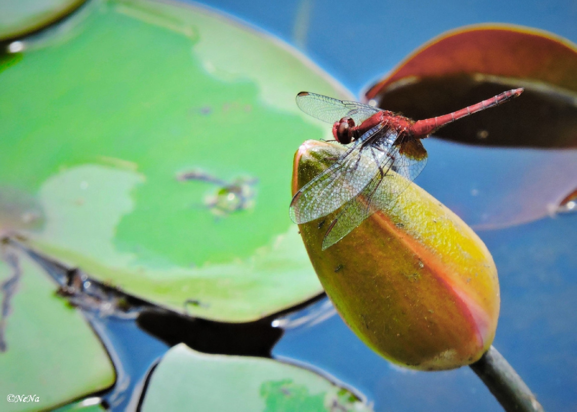 Dragonfly