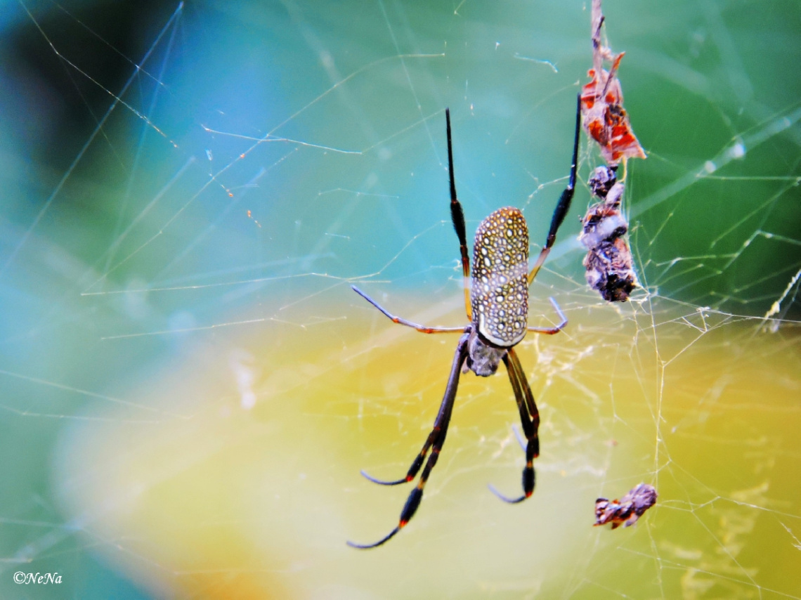 The spider and its web